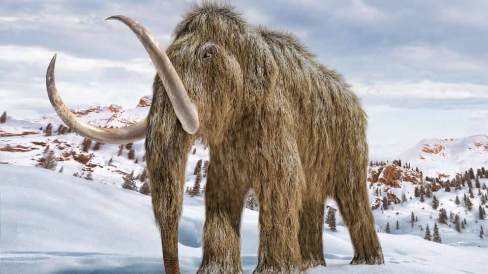 Mamut